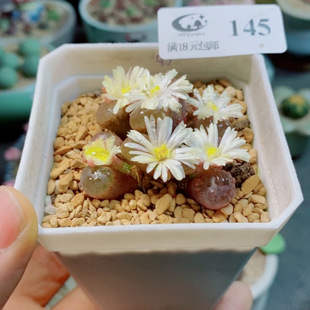 生石花花哈哈哈哈145