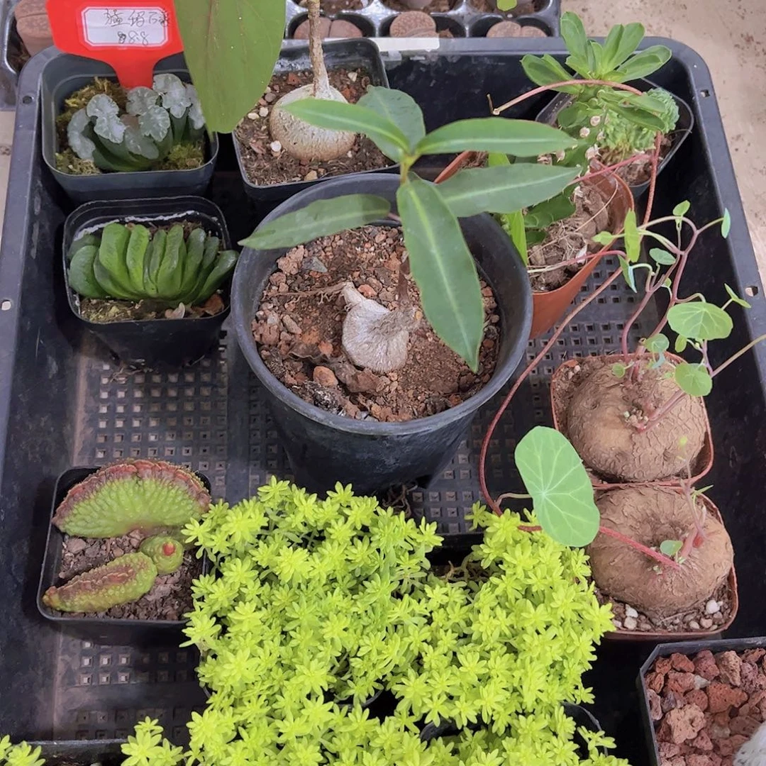 多肉619多肉植物，