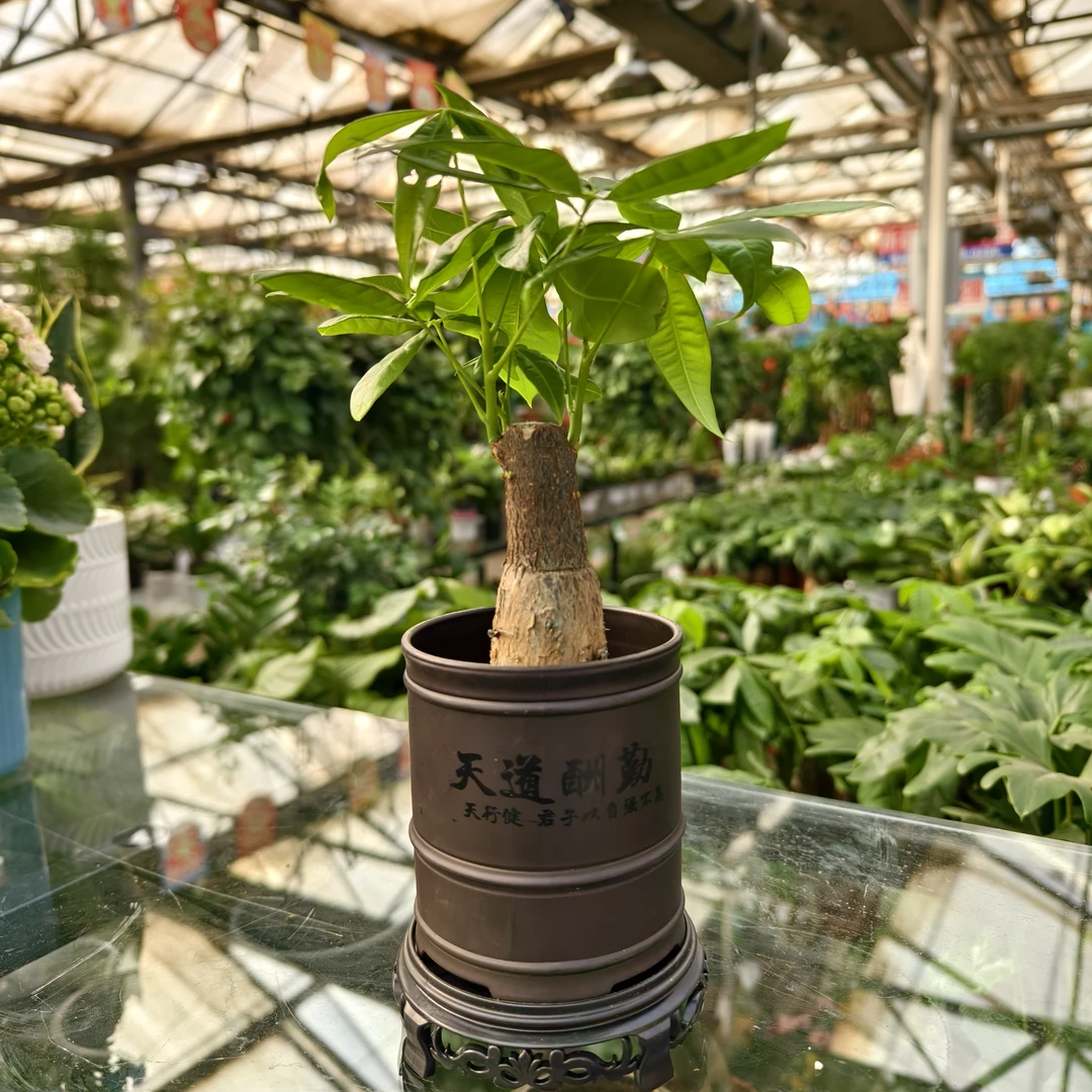 发财树盆栽室内绿植招财植物四季常青客厅办公室装饰
