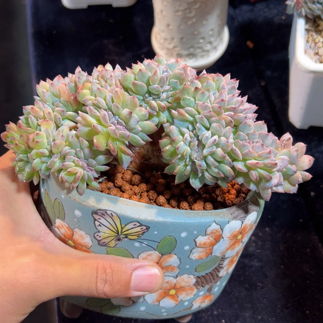 新年快乐 新年快乐