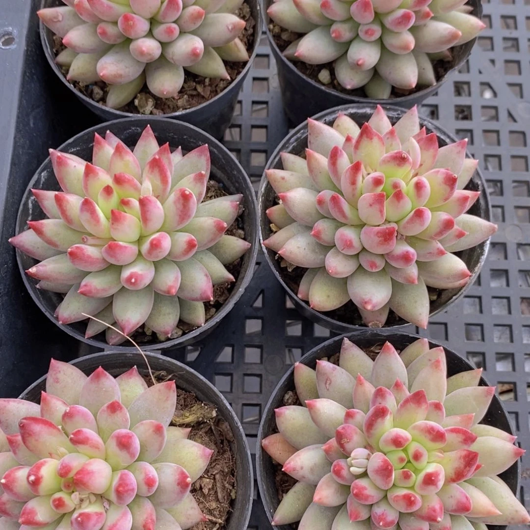 18-8-M母本岩字（二代虞美人）单头一个