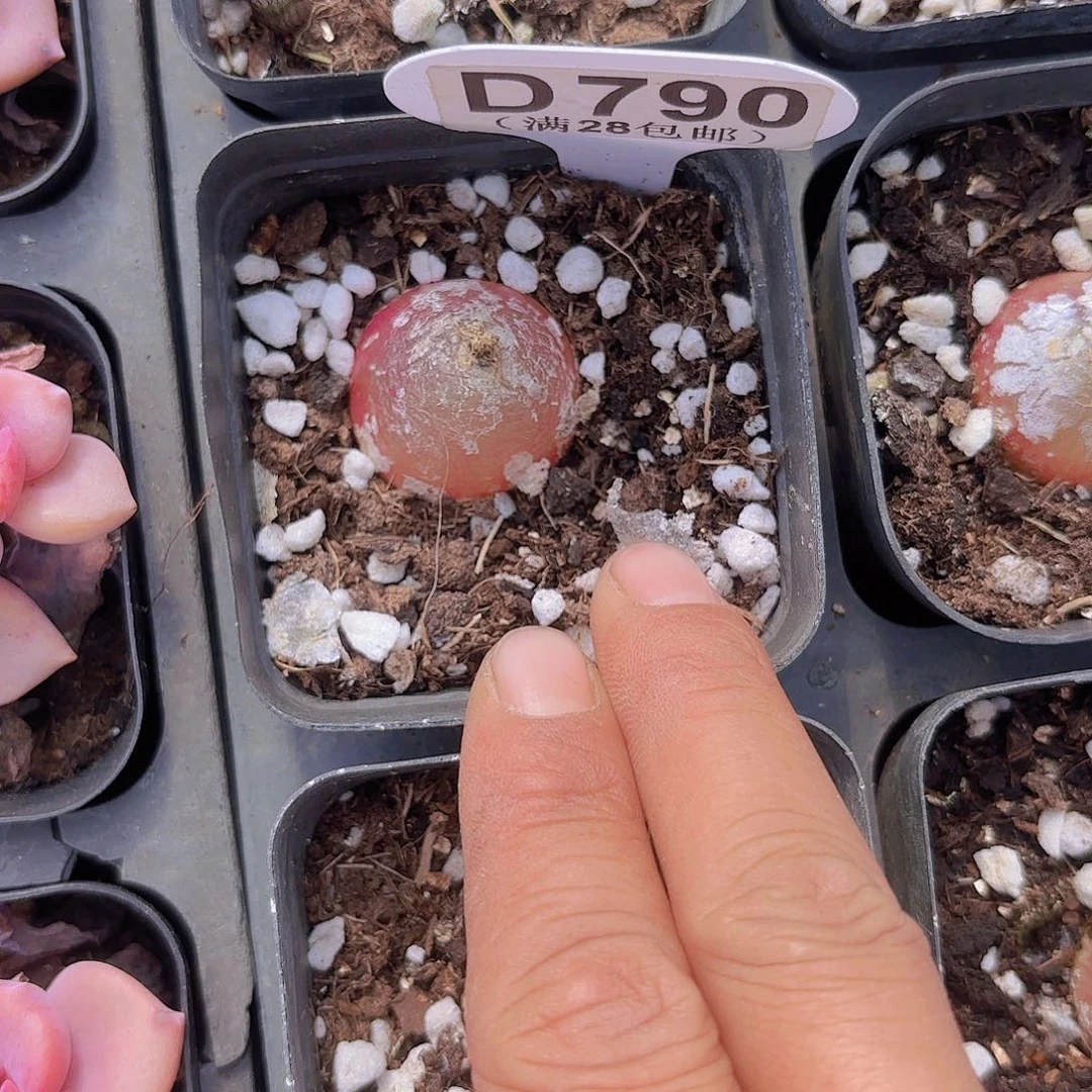 D790灯泡一物一拍