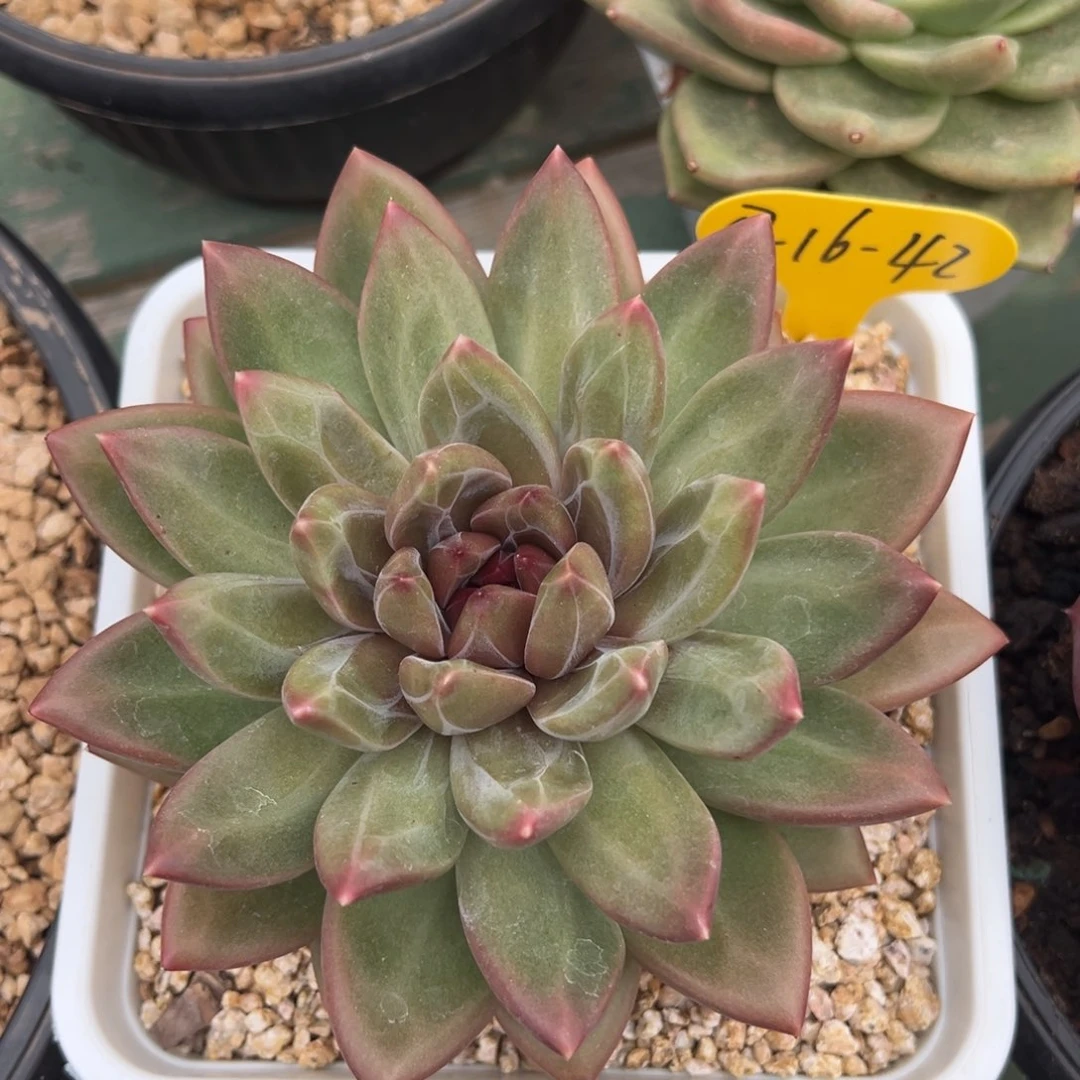 07-16-42迷雾泡泡多肉植物