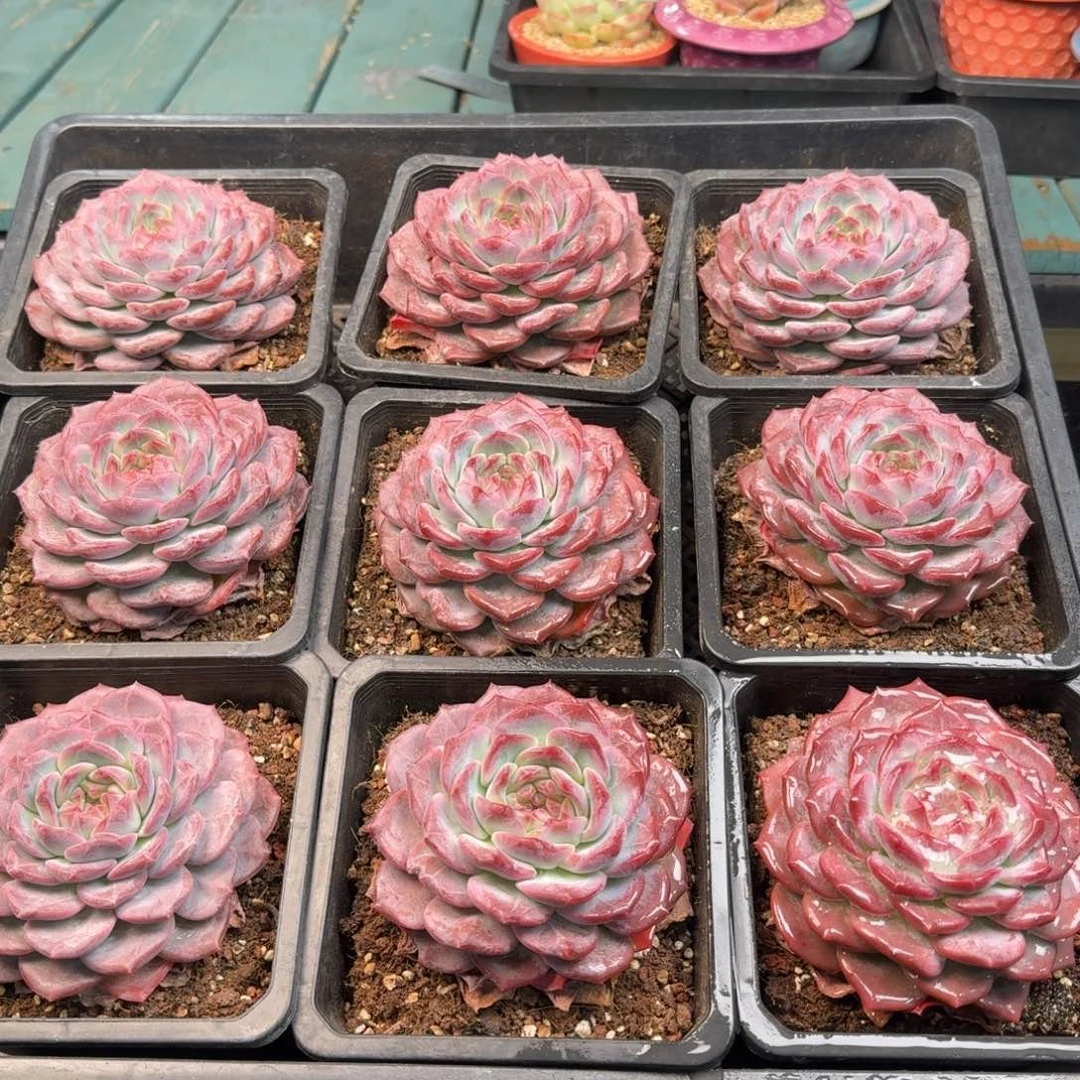 从前慢多肉精选编号1127.雪芙蓉单头