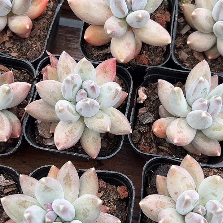 单头     松果美人