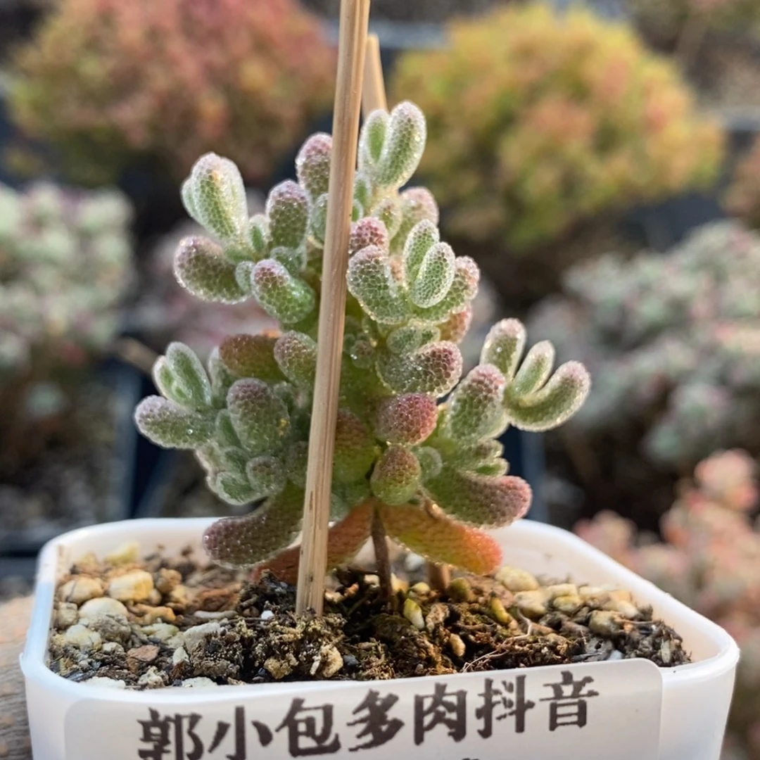 小***财优选冰晶4169枝干番杏