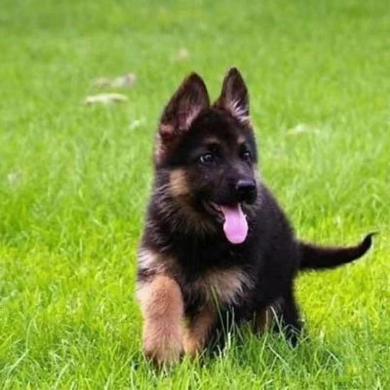 宠物狗狗直播间专用链接