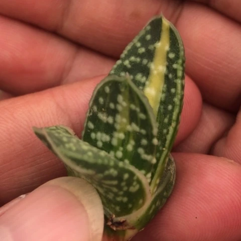 达摩旋转蜗牛锦无根