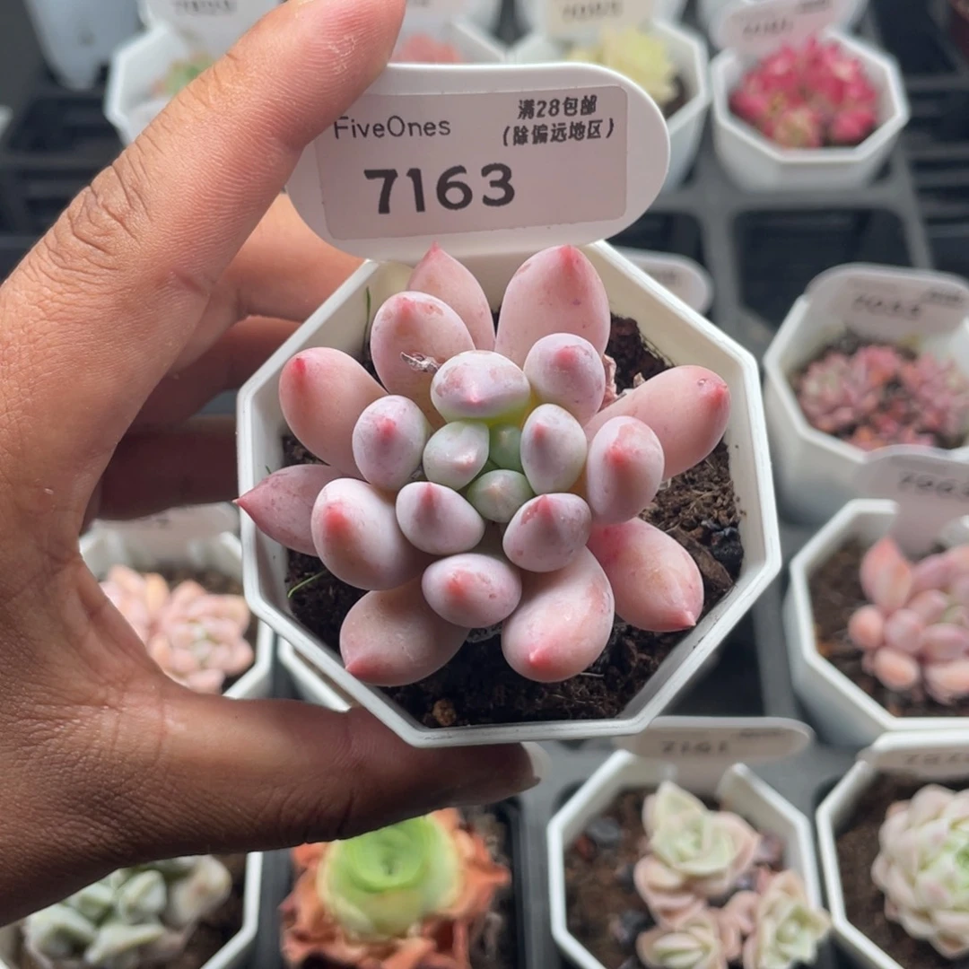 7163所罗门5.0厘米
