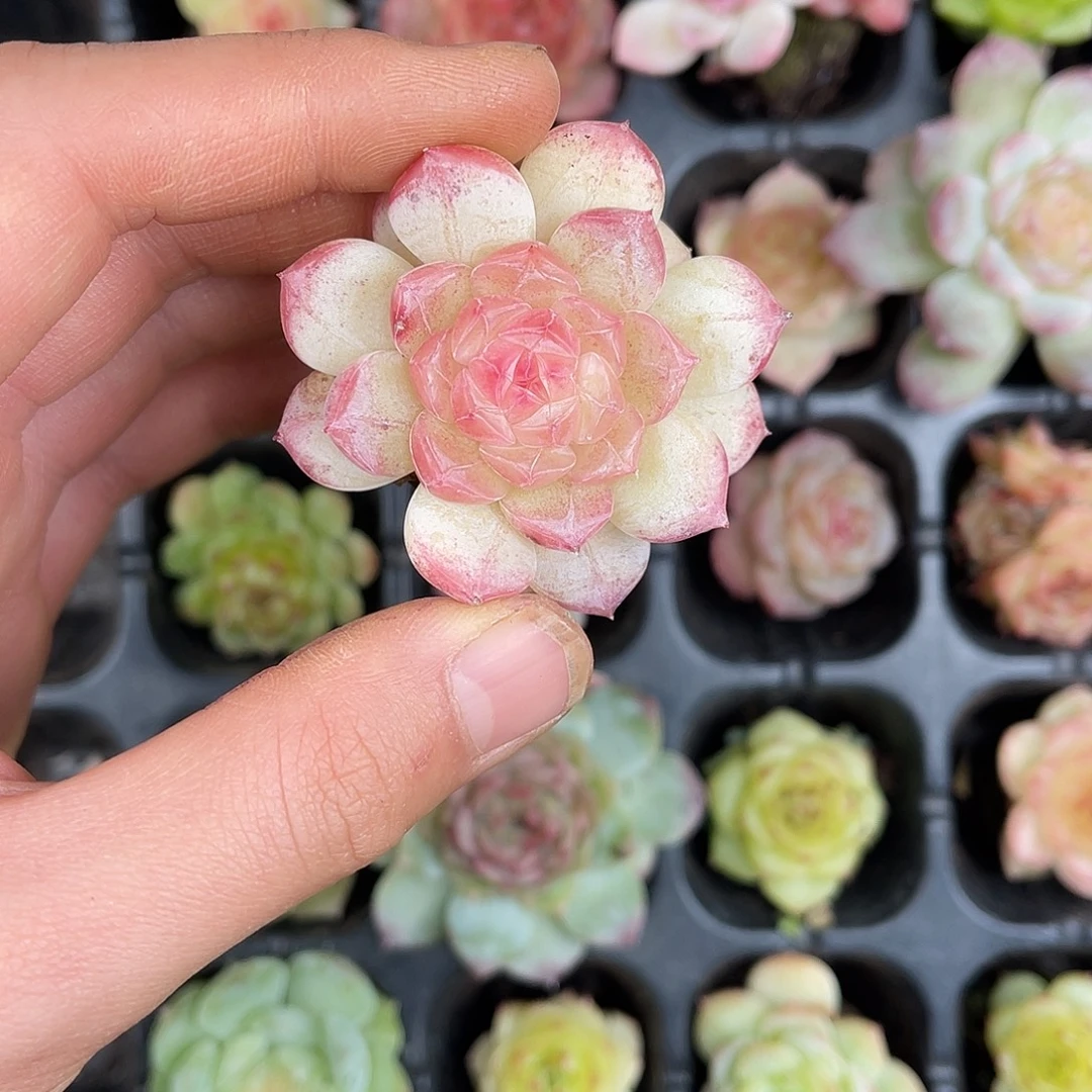 多肉一物一拍30-152