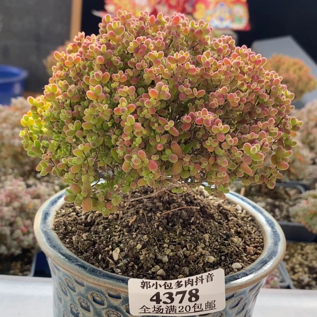 ?带盆蜜橘糖球4378枝干番杏