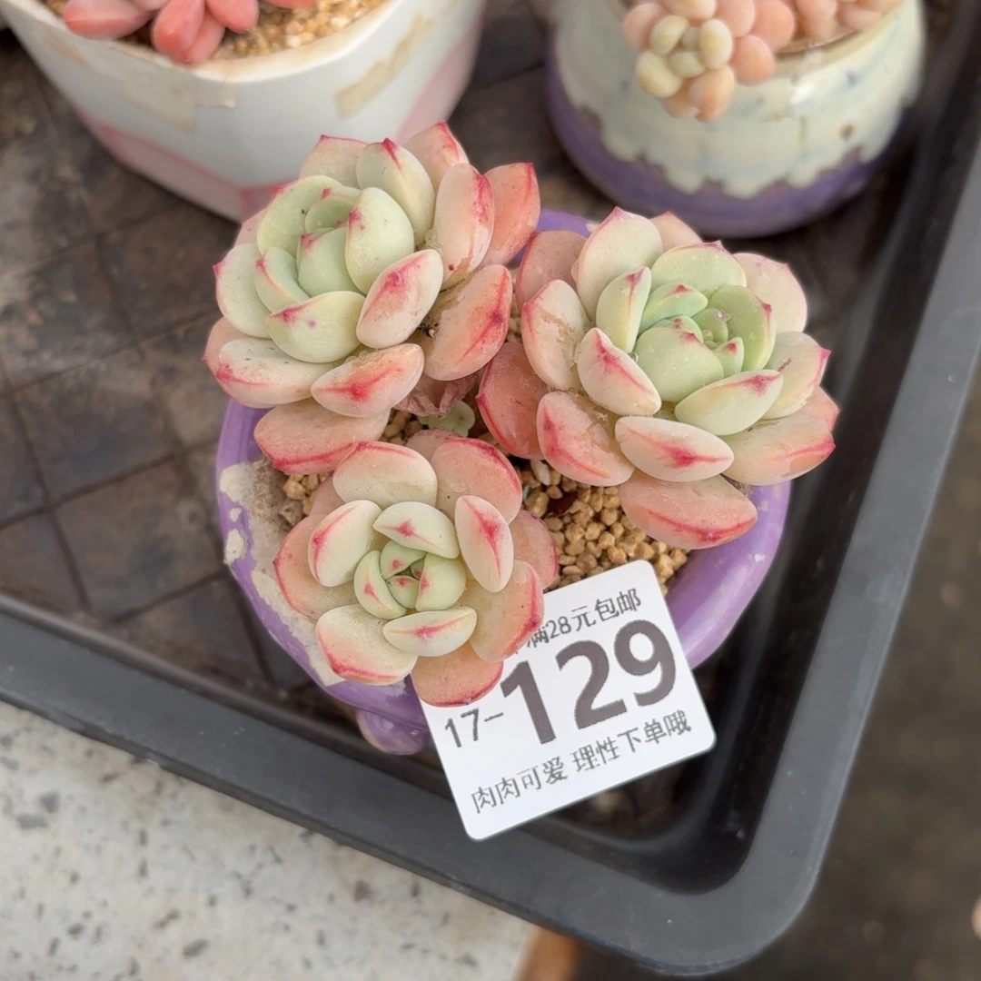 白底香草无盆土发货无