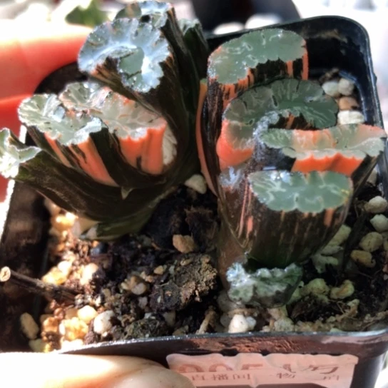 0954，大双头北斋玉扇锦优选