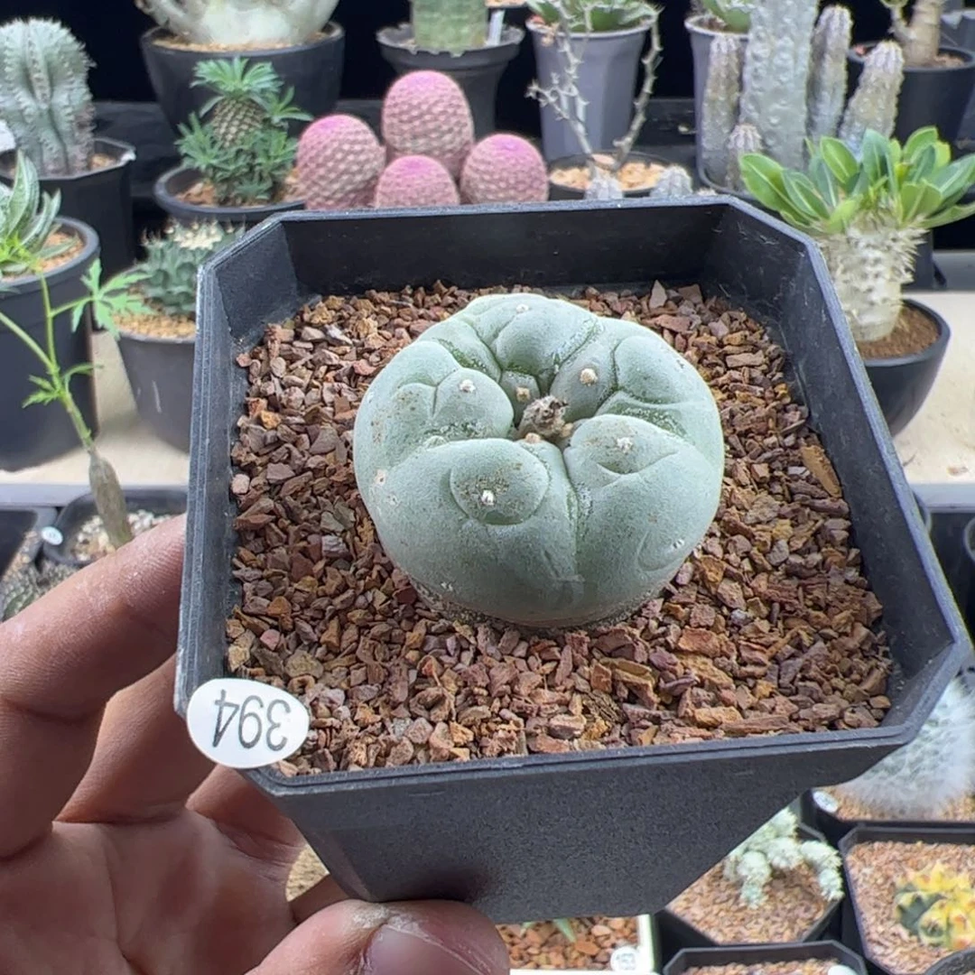 草球实生3.6一物一拍带盆发