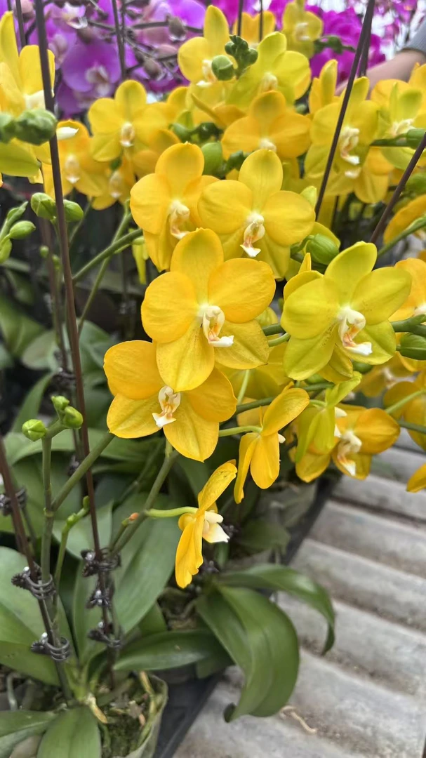 【吉祥如意】花不晚蝴蝶兰  带花带花苞 室内花  高端大气 花期长