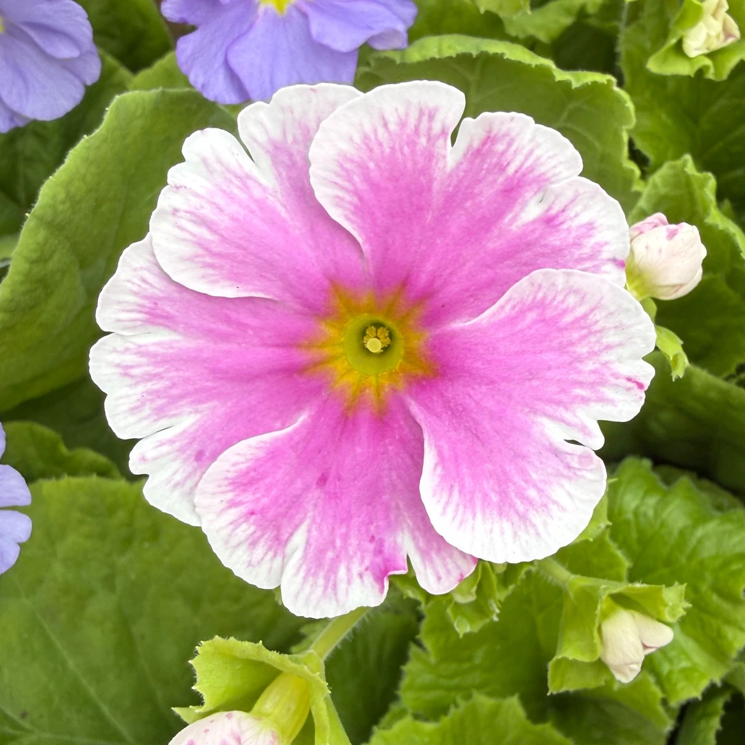 耐寒耐热四季樱草盆栽适合阳台庭院种植花卉便宜自己养