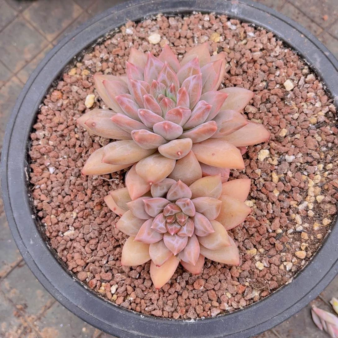 多肉植物的繁殖方式