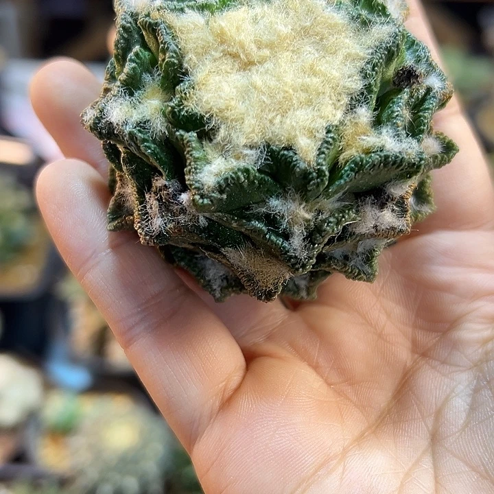 29号根芽辛盾螺旋小瑕疵6.5公分