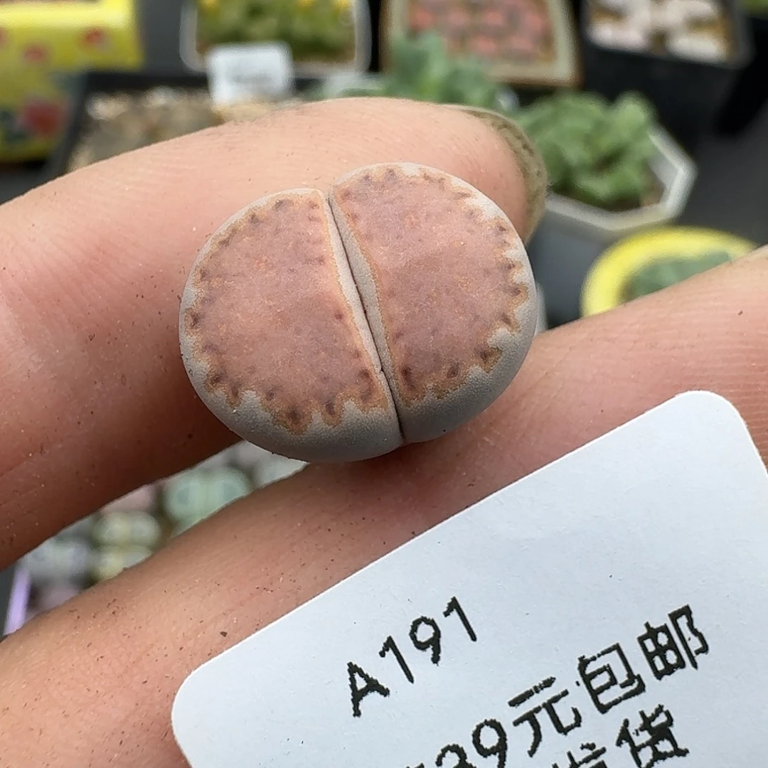 191多肉哈哈哈哈哈哈哈哈