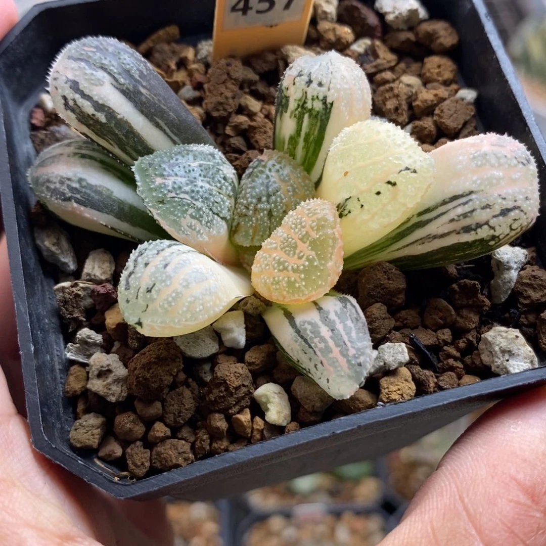 457摩多寿锦一物一拍