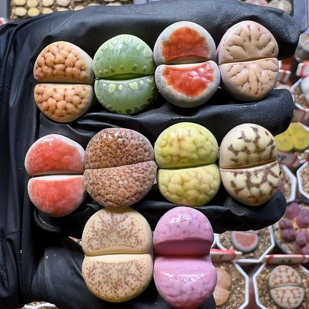 生石花11111。  320