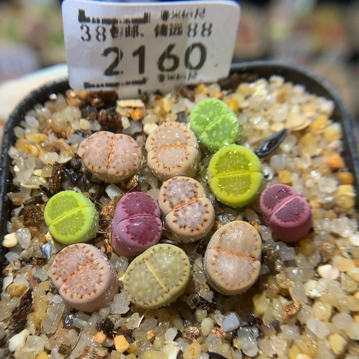 Ssss精品生石花2160