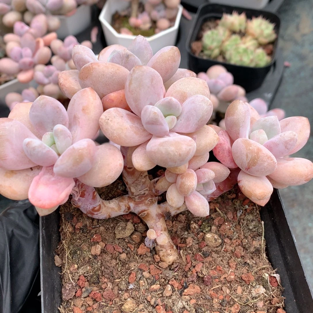 58包邮  群生不包整 119