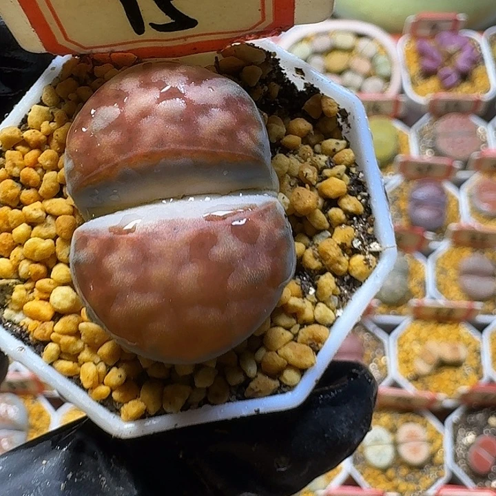 烧***球生石花3:：。紫折。 19号