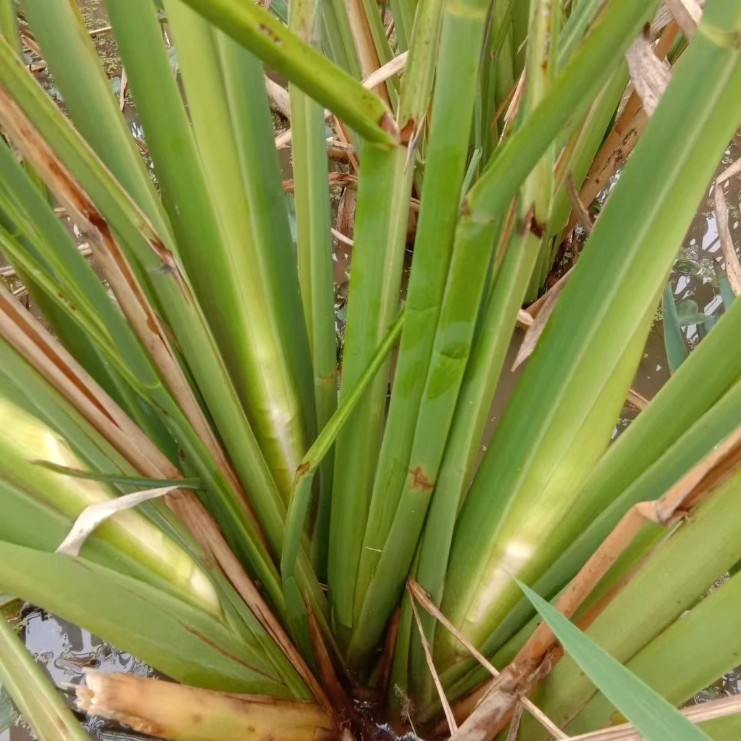 高产茭白苗水生植物现挖早熟双季茭白苗茭笋苗茭瓜老根苗老蹲苗