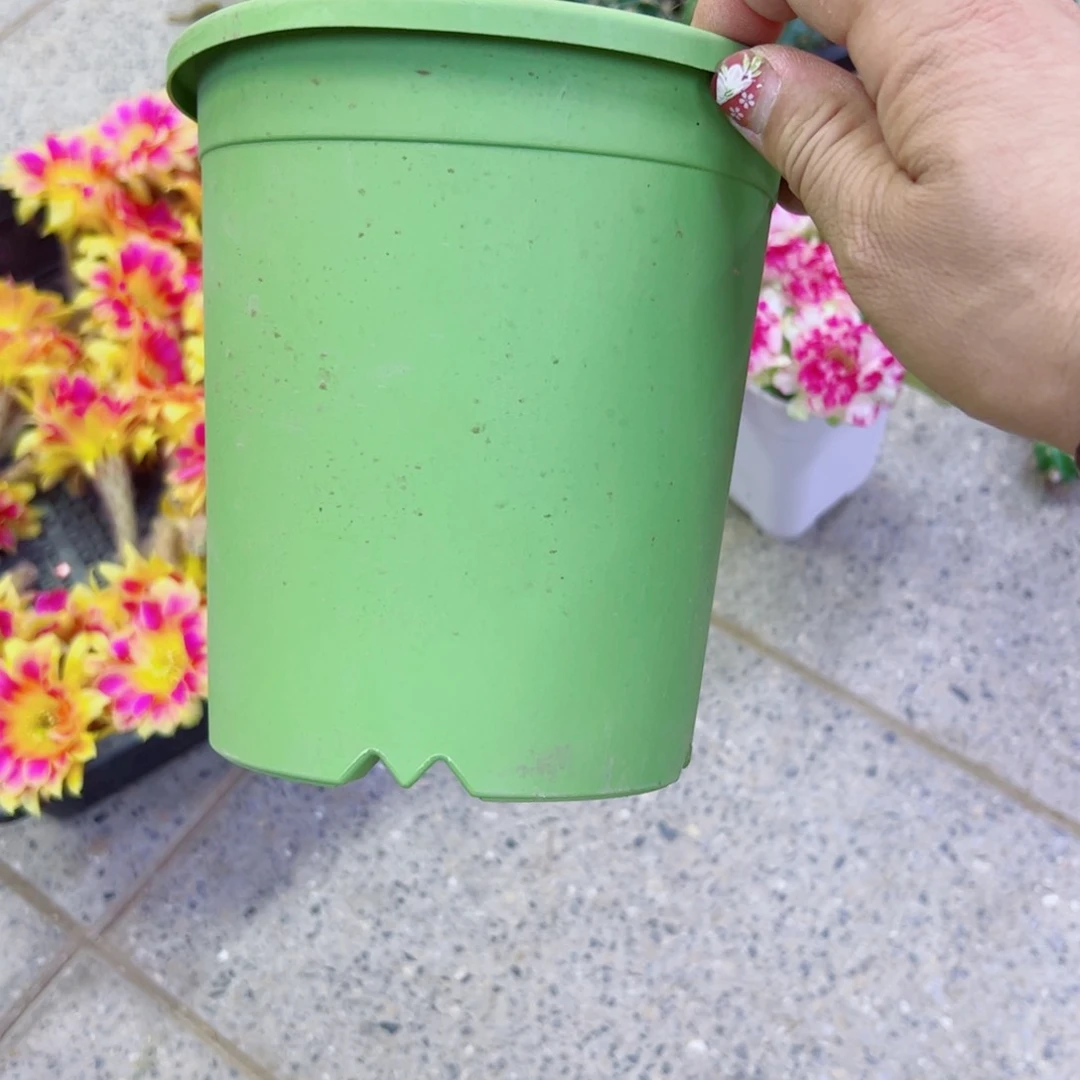 下13小绿盆2个口径15高15无托盘20包邮