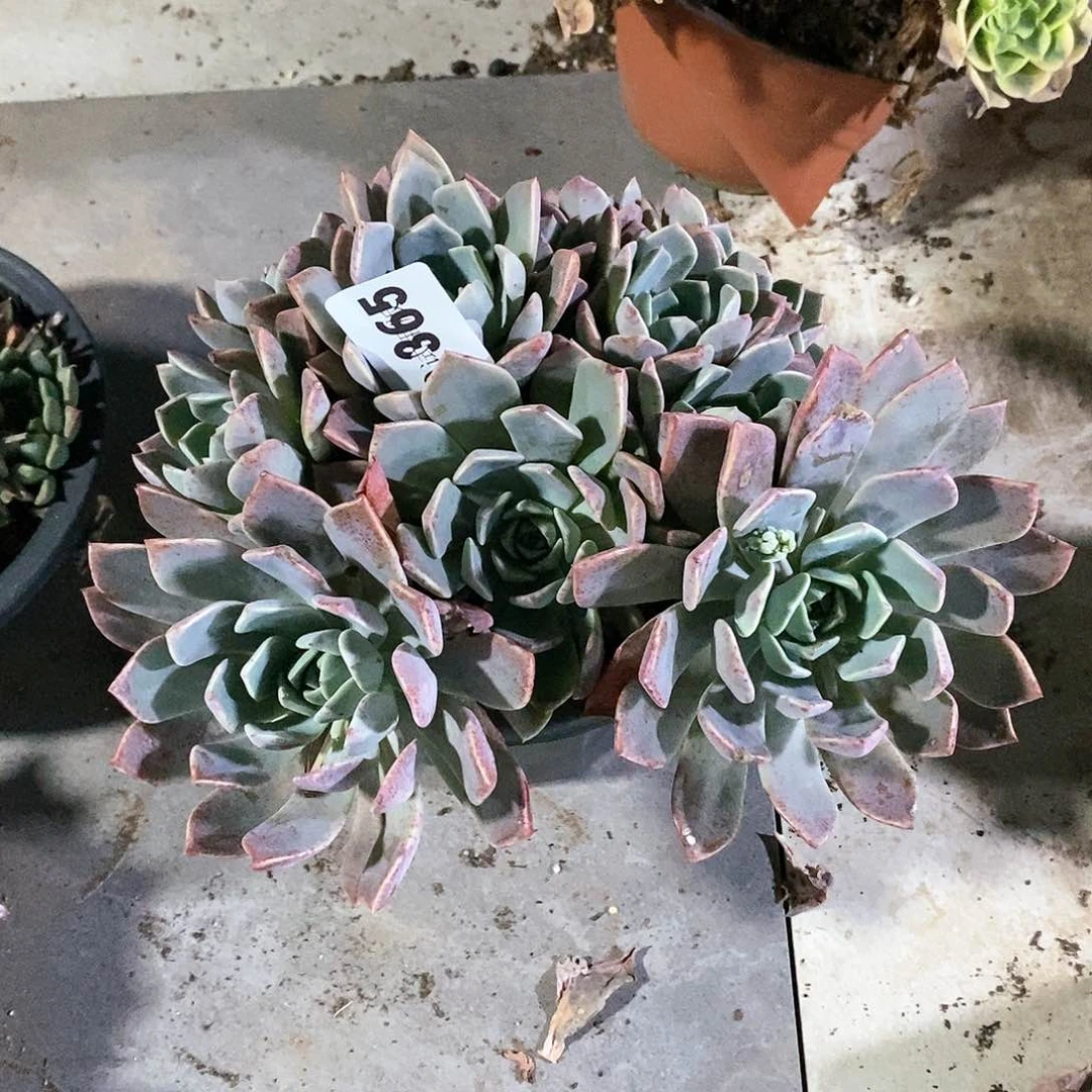 ?****365红粉佳人多肉