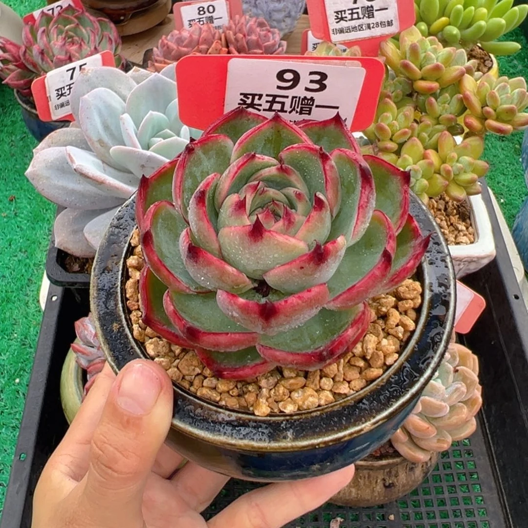 表妹精品多肉植物93