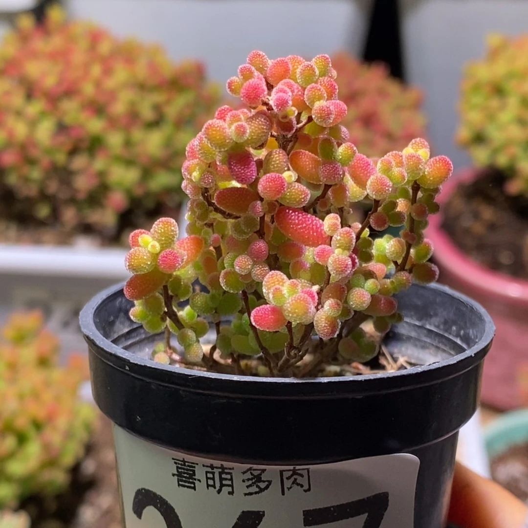 九*蜜桔糖球枝干番杏367