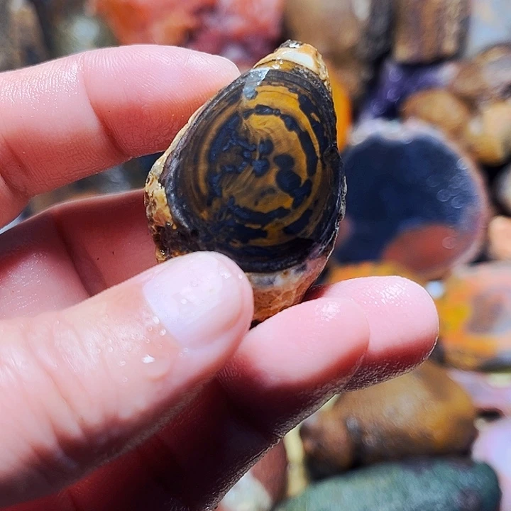 丹***鹤玛瑙/玉髓未镶嵌珠宝奇石