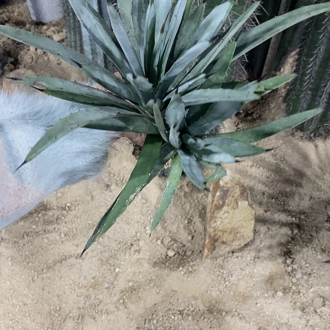 蓝姬八荒殿一物一拍