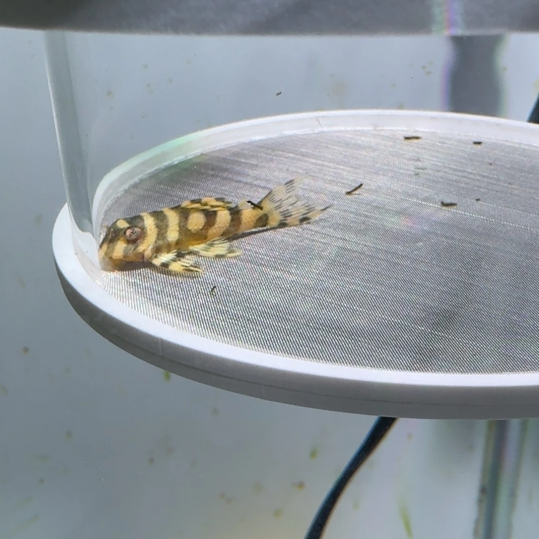 清道夫鱼18号皇室333