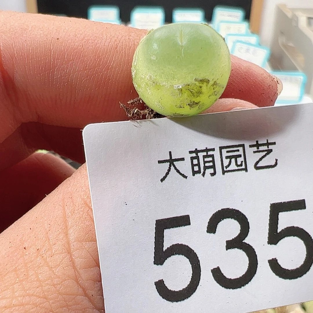 0000535 一物一拍……