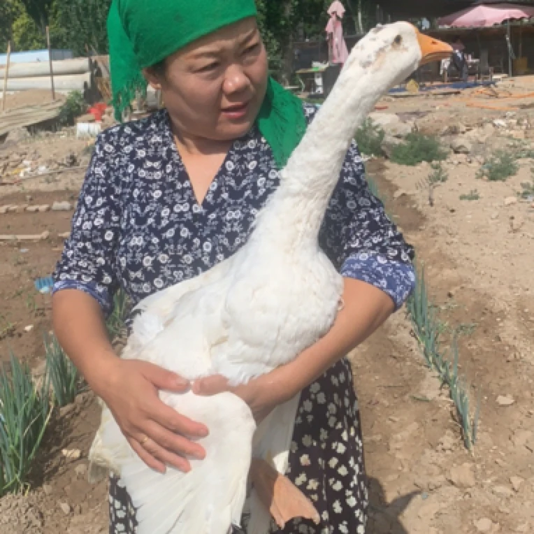 大鹅现宰现发毛重10斤左右