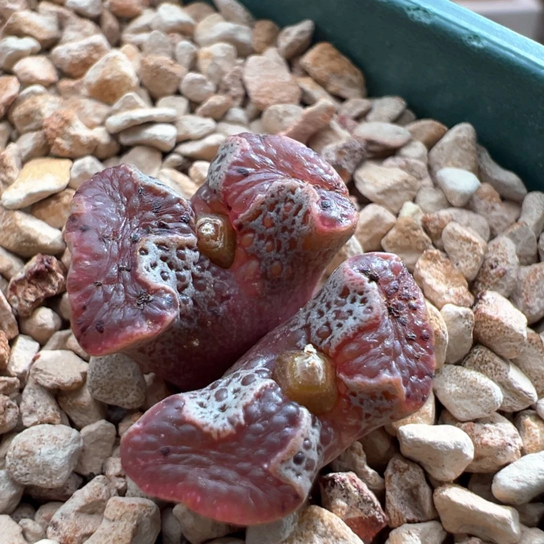 799。江南全窗超蝶 福利