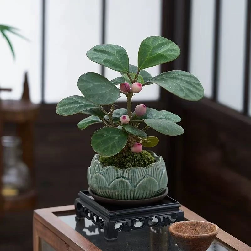 【带多果实小盼菩提盆栽】精品禅意植物室内绿植客厅摆件好养标题