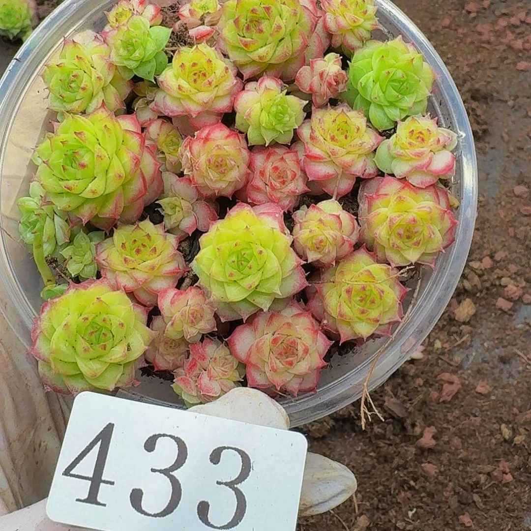 多肉植物多头肉植物433