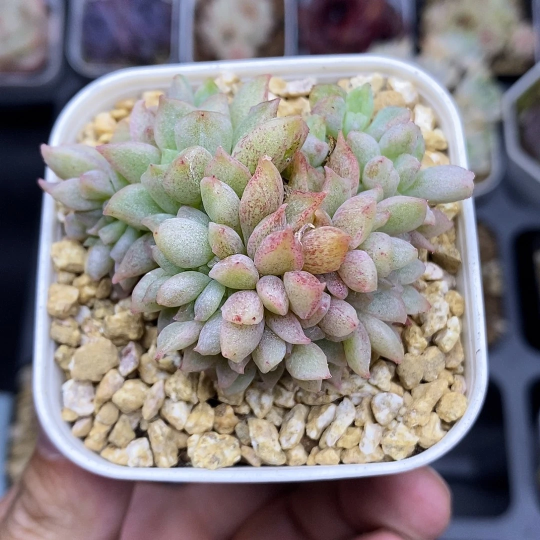 糖心石化变异缀化6.5厘米盆