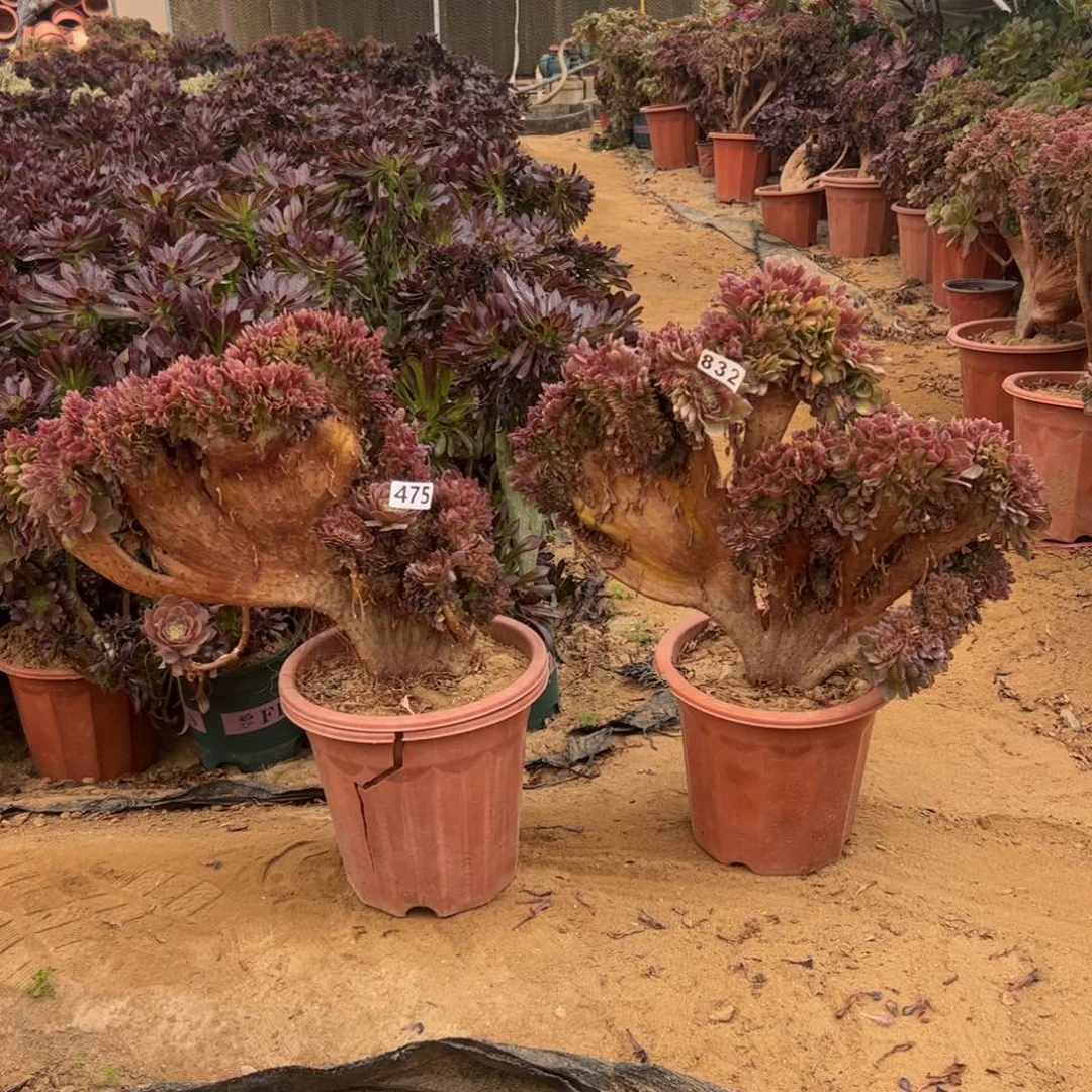 有伤两颗475.832官府45板不厚