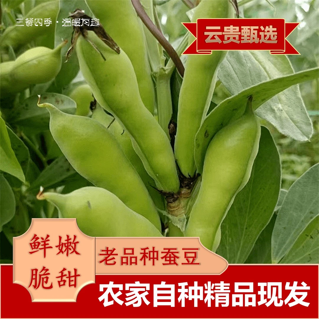 【春天的味道】 农家特产代收山货老品种新鲜带壳蚕豆