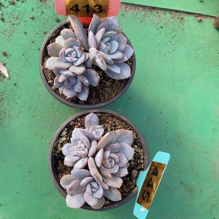 413 445号韩版奶茶3头4头两颗
