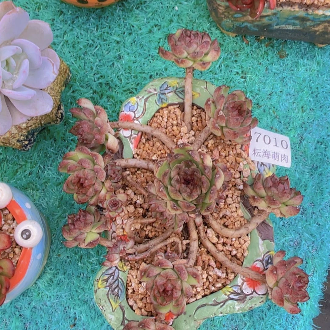 紫水晶7010多肉植物