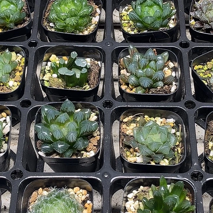 23 脱土发货8颗13.9福利