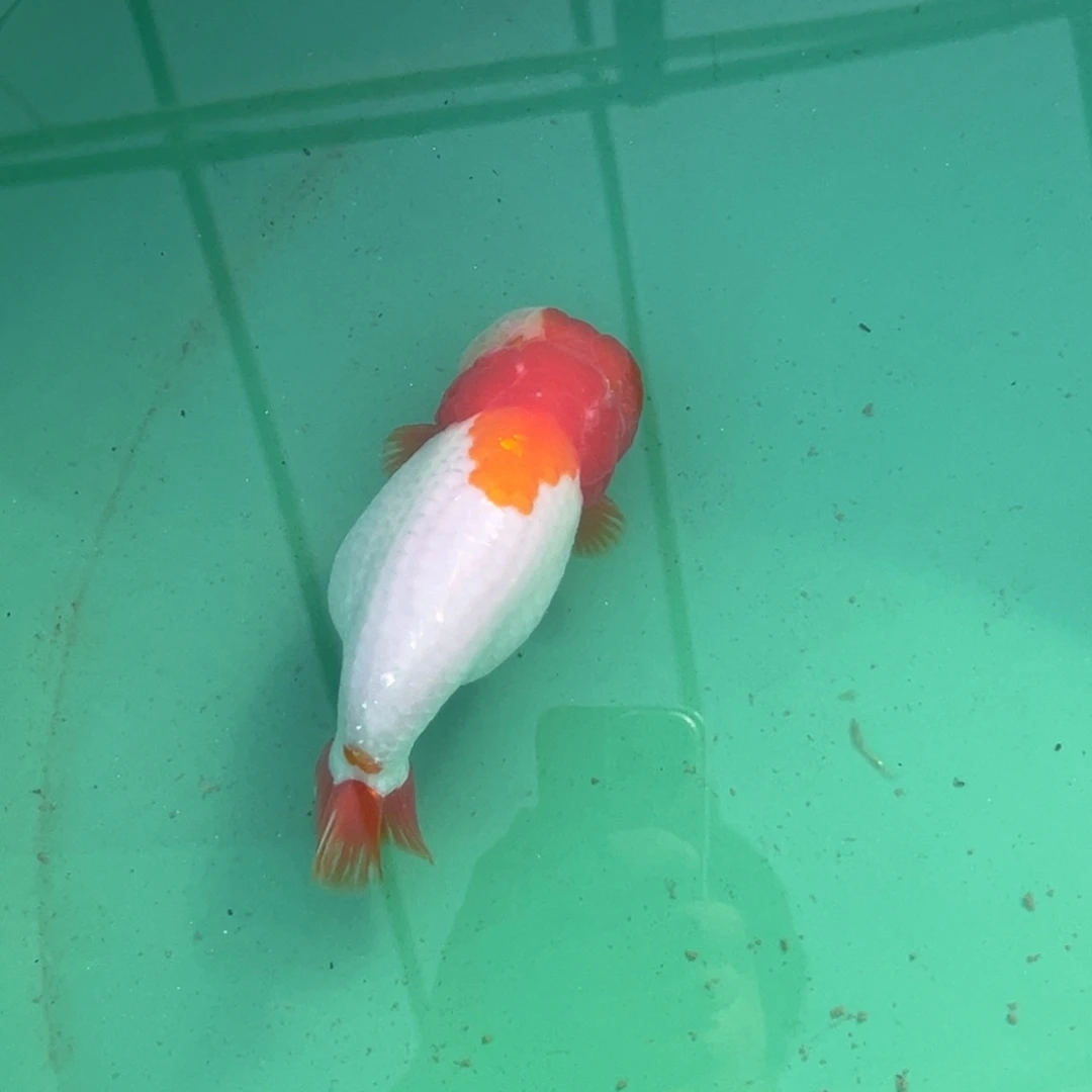 月***）金鱼888888888888888888888