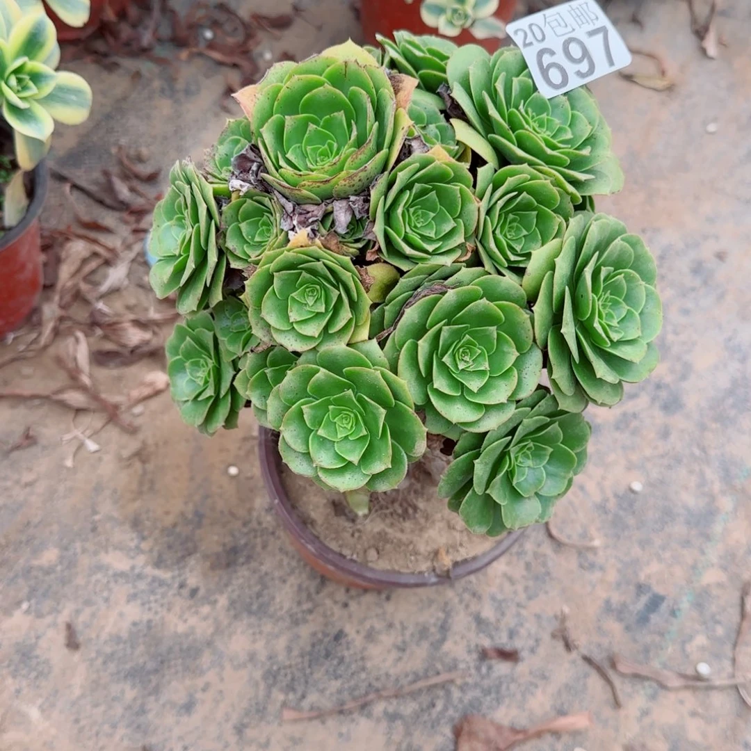 妖桩绿羊697满20包邮断枝不包