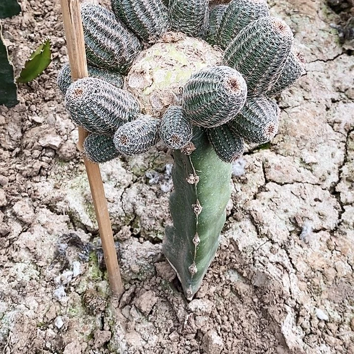 静*赖之星/脱土脱盆20包邮/